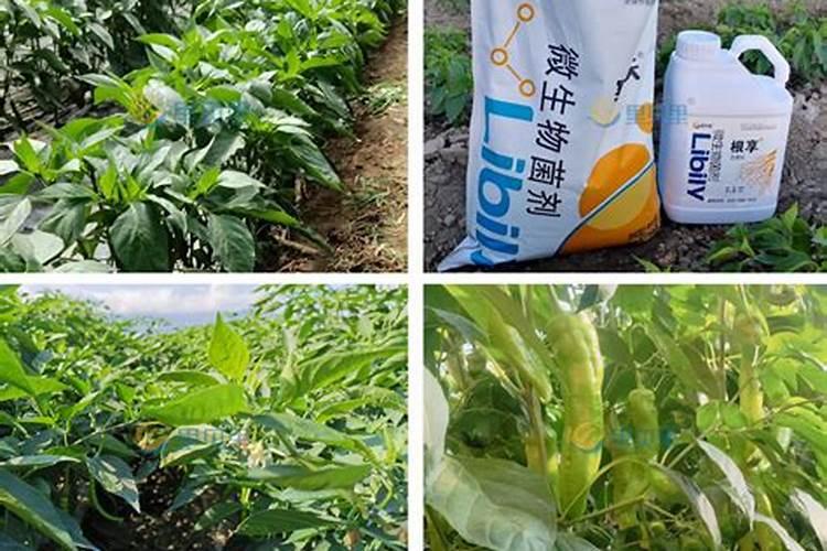 2025水溶肥厂家直销种植户尖椒