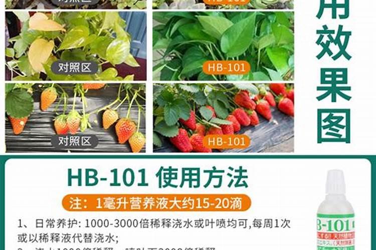2025兰花专用缓释肥怎么用水培？