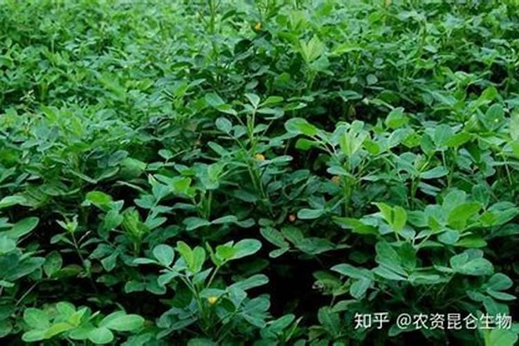 叶面肥什么时候打效果好花生？