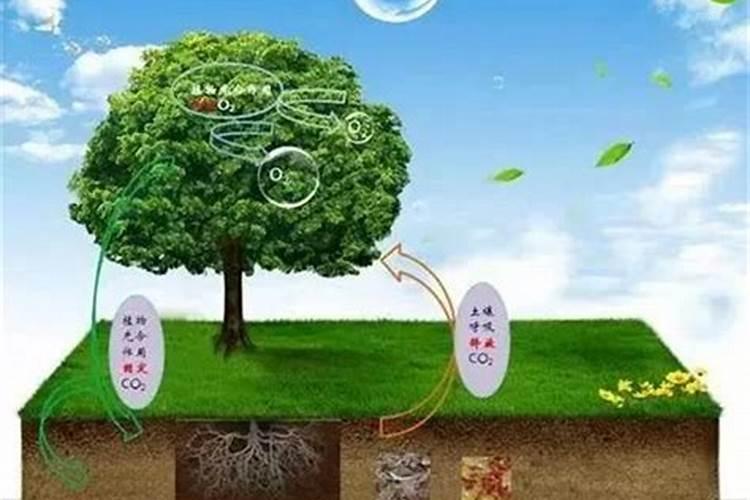 2025微量元素肥料有哪些作用？