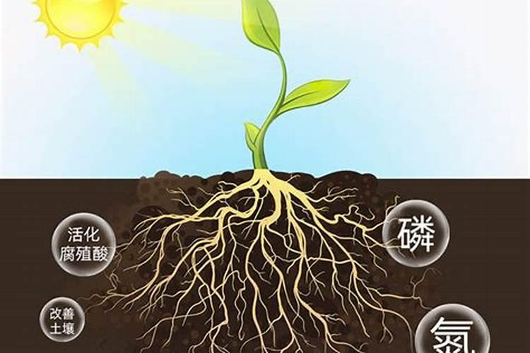 2025生物有机肥的功效和作用有哪些药？