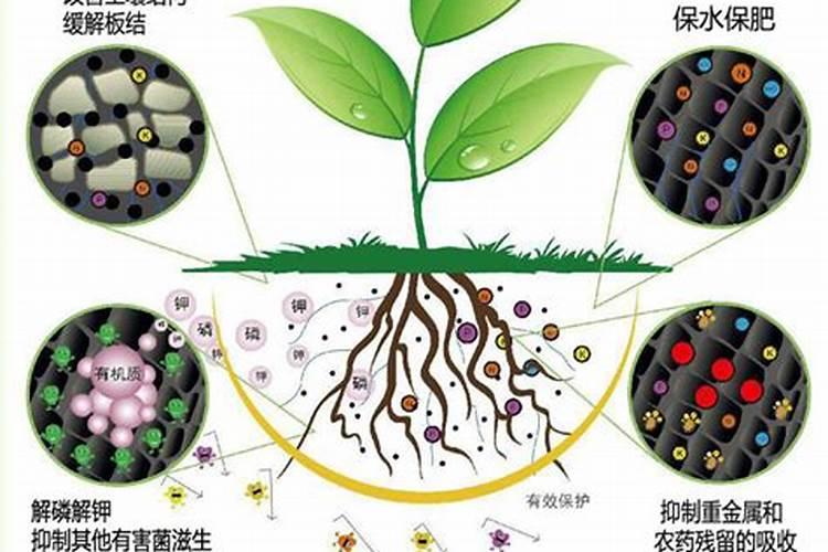 2025微生物菌肥的好处有哪些？