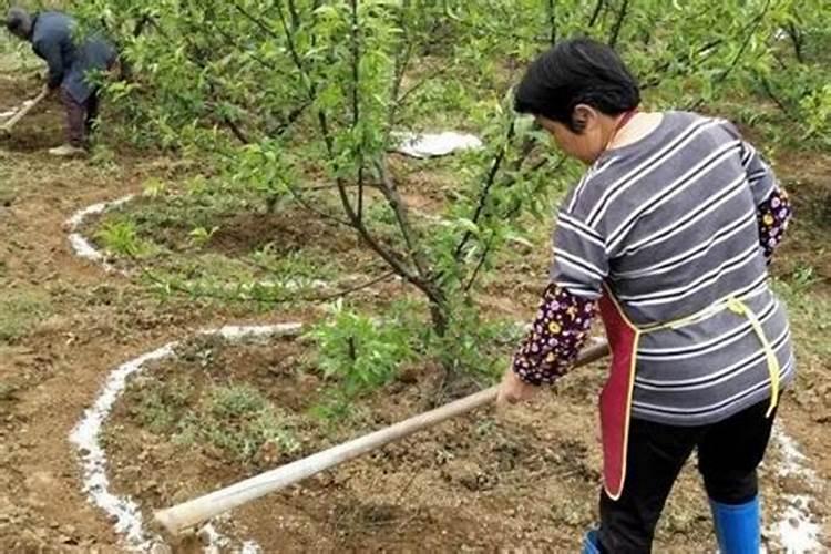 樱桃树锌钙镁磷肥的害处和危害