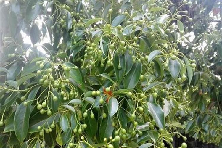 两年香樟树苗叶片发黄怎么办？