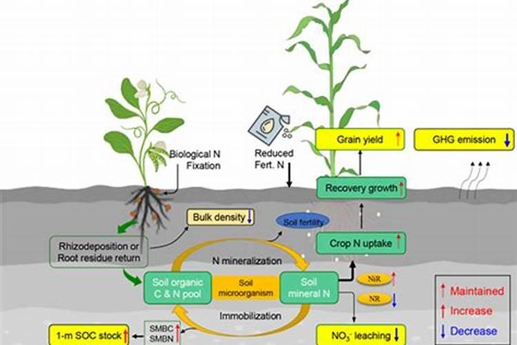 宜春生物肥料的作用机理2025