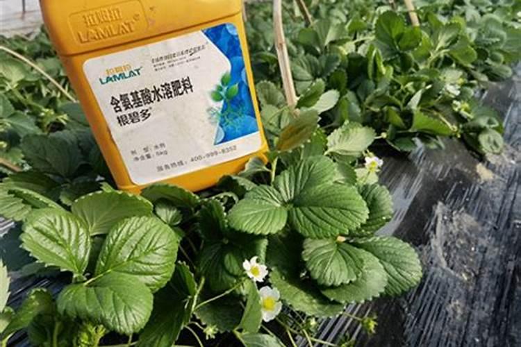2025水溶肥正规厂家有哪些品牌的好用？