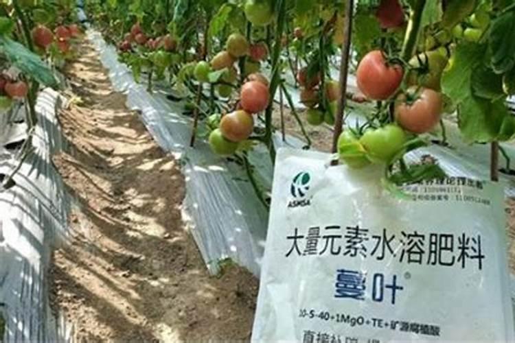 西番莲国内水溶肥厂家有哪些品牌好用点？
