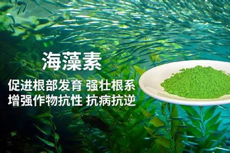 海藻肥的作用与功效