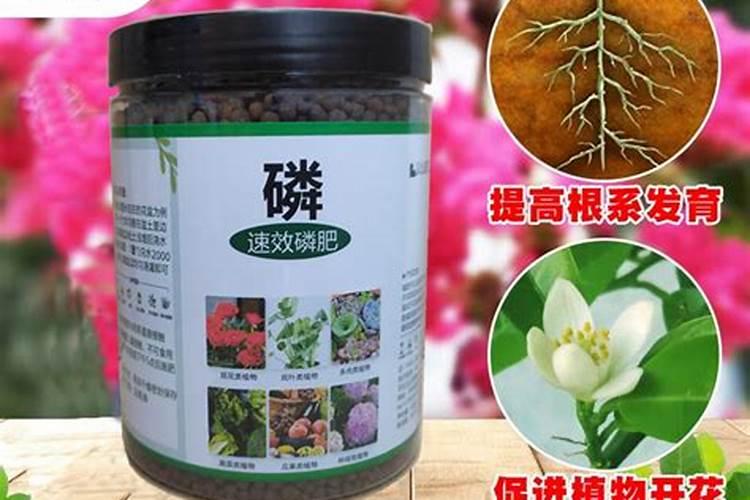云浮含氮磷钾肥料有哪些推荐兰花？