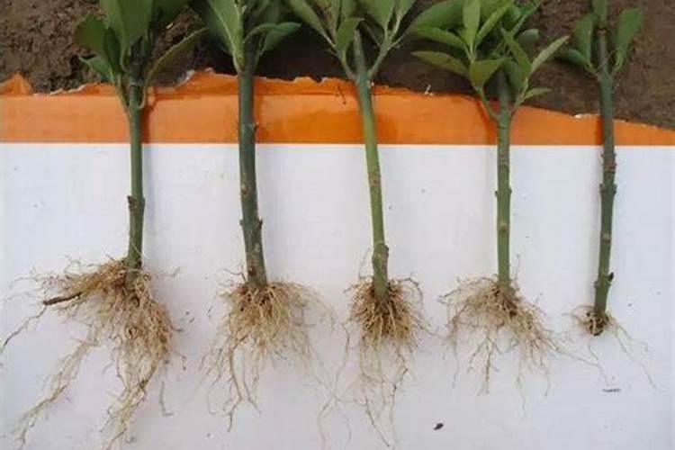 腊梅微生物菌剂有生根作用吗？