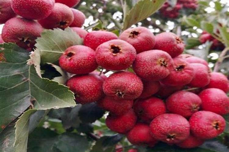 功能性微生物菌剂厂家直销山楂树