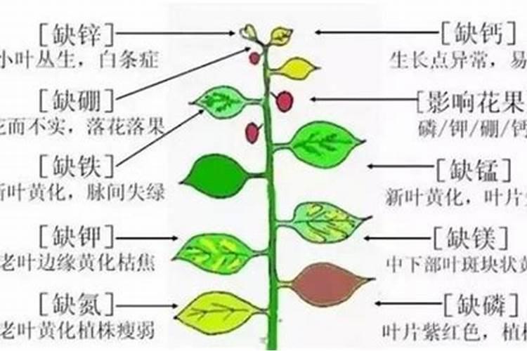 常用生物肥料有哪几种类型的桂花树？