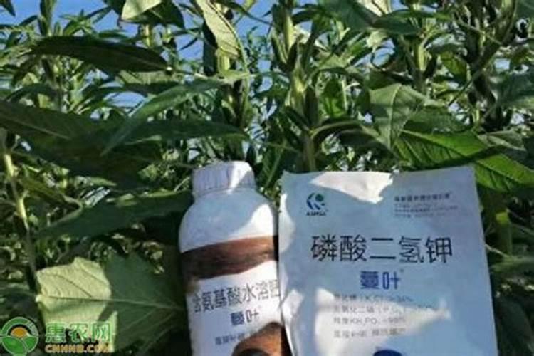 最好的叶面肥有哪几个
