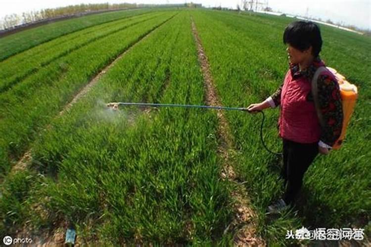 什么叶面肥最好？