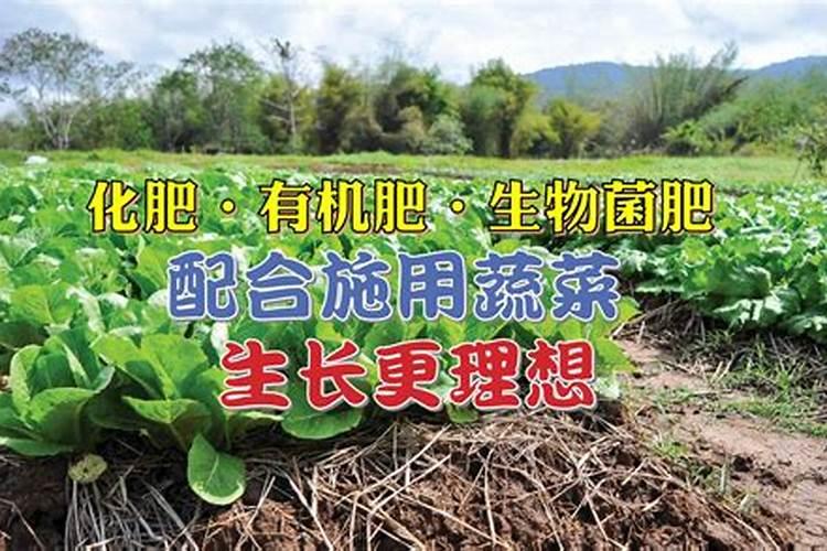 有机化肥种菜的成本是多少2025？