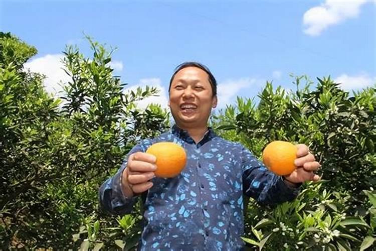 油茶树缓释肥多久施一次果树合适？