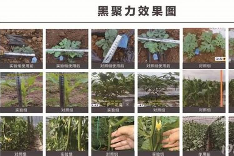 高钾水溶肥配比是多少毫升？
