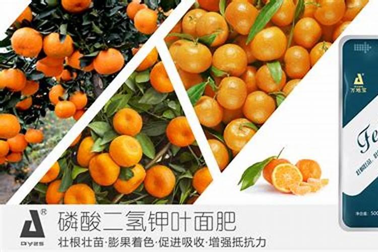 柑橘高钾水溶肥淋施多少倍液？