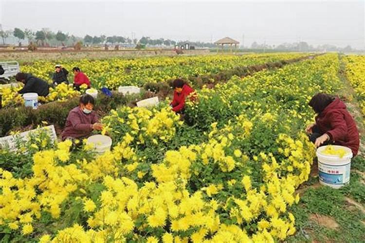 菊花化肥生产基地