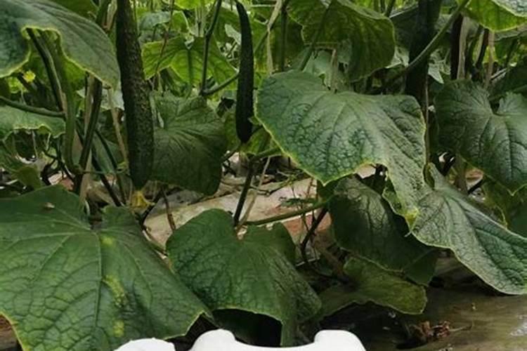 什么肥料生根