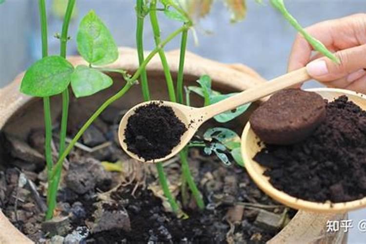 绿植施肥用什么肥料最好给绿植施4种肥长得好