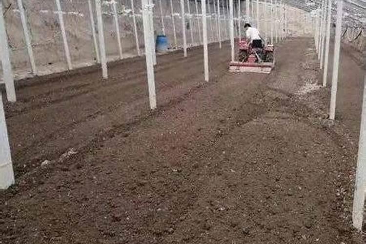 大棚蔬菜底肥用微生物菌肥效果怎么样？