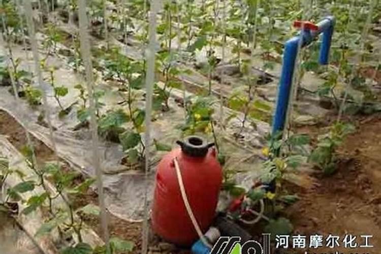大量元素水溶肥使用注意事项