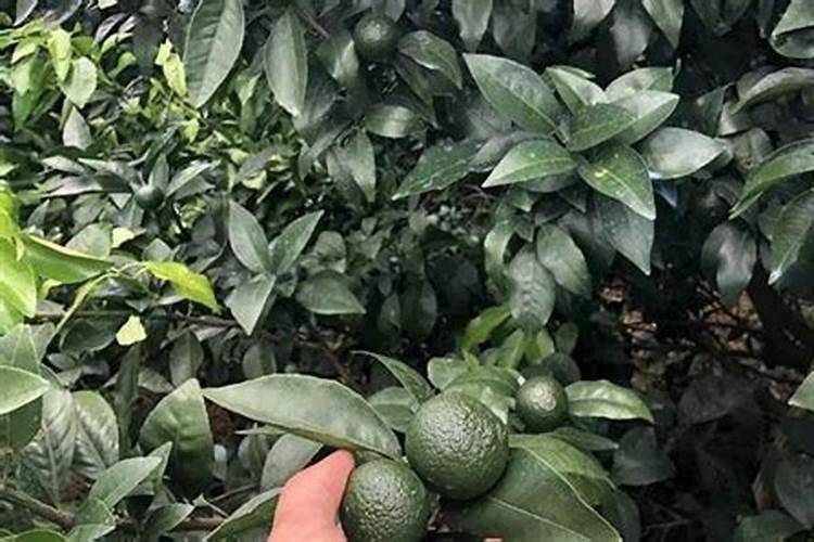 沃柑富硒肥叶面肥哪种好用？