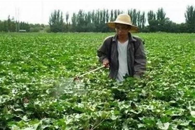 叶面肥有哪些又要怎么喷施德宏？