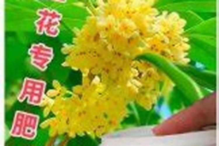 川芎缓释肥和复合肥哪个好用？