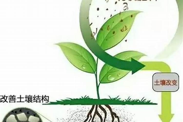 2025生物肥的作用机制琼海