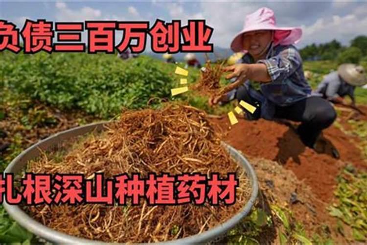 2025年种植什么最赚钱