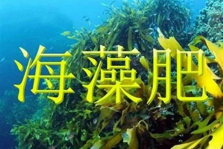 海藻肥的好处和坏处五常泽泻？