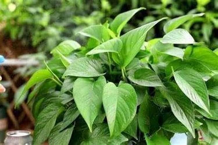缓释肥可以兑水浇花吗