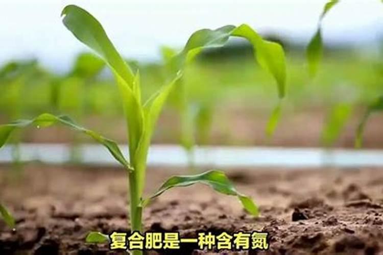 西洋参复合肥的正确使用方法种菜？