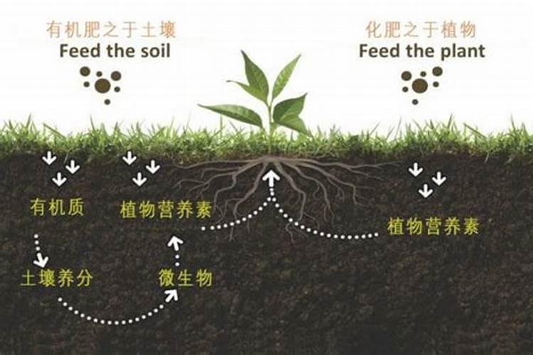 生物有机肥与有机生物肥的区别？