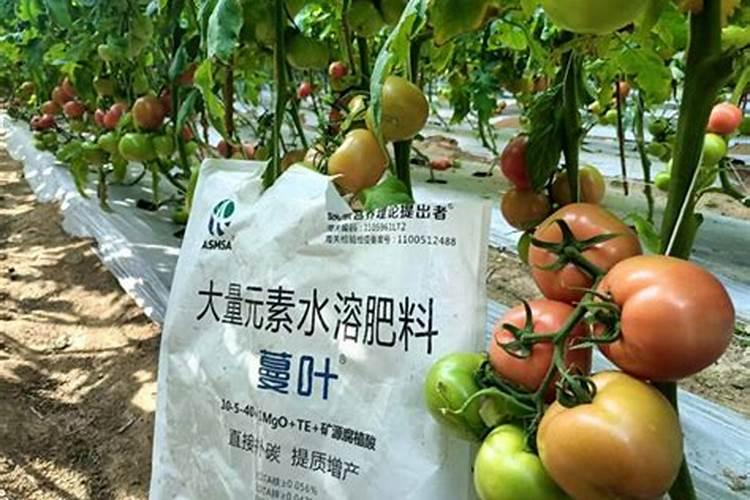 2025有机水溶肥购买注意事项有哪些讷河？