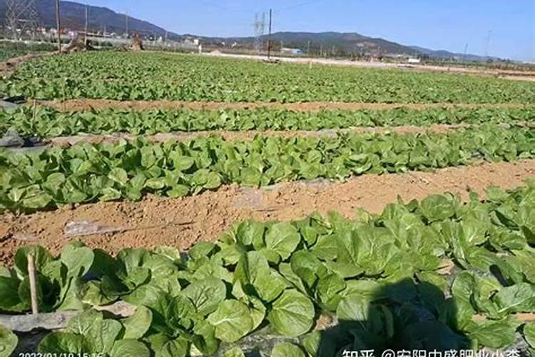 2025蔬菜叶面肥有哪些品种？