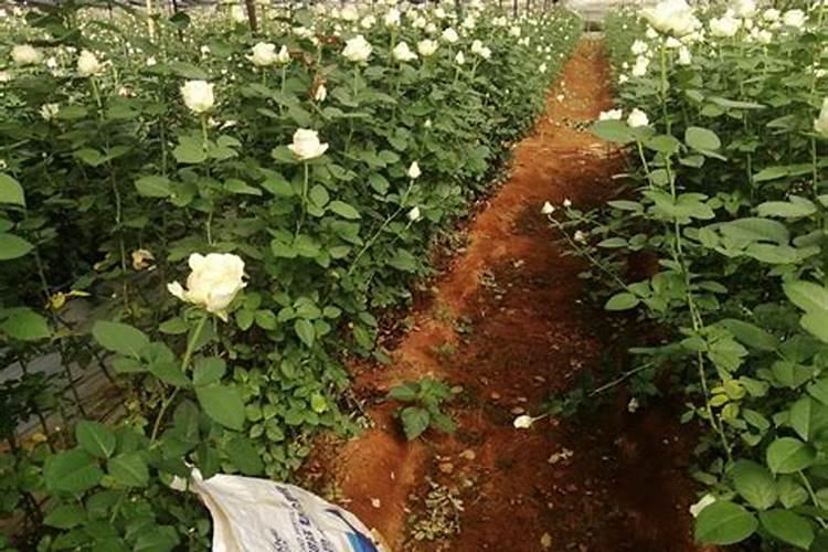 水溶肥正规厂家有哪些公司生产的金钱树？