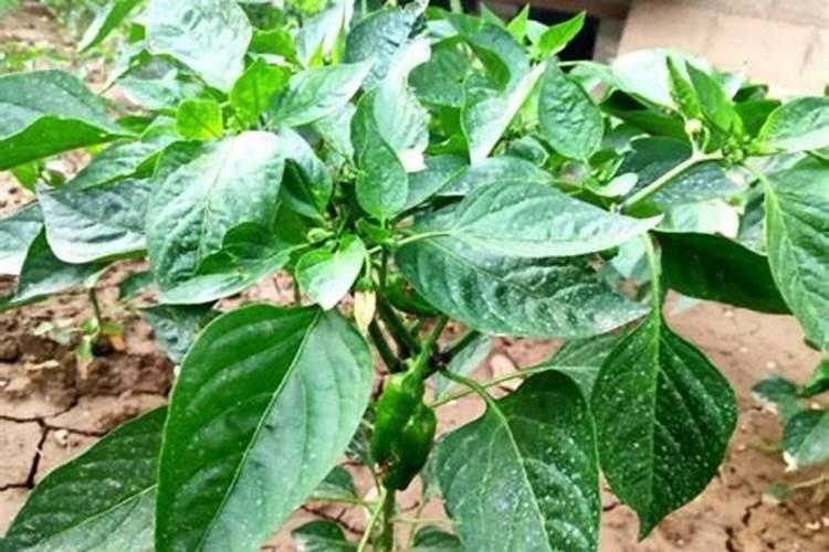 八仙花哪种叶面肥效果最好河源？