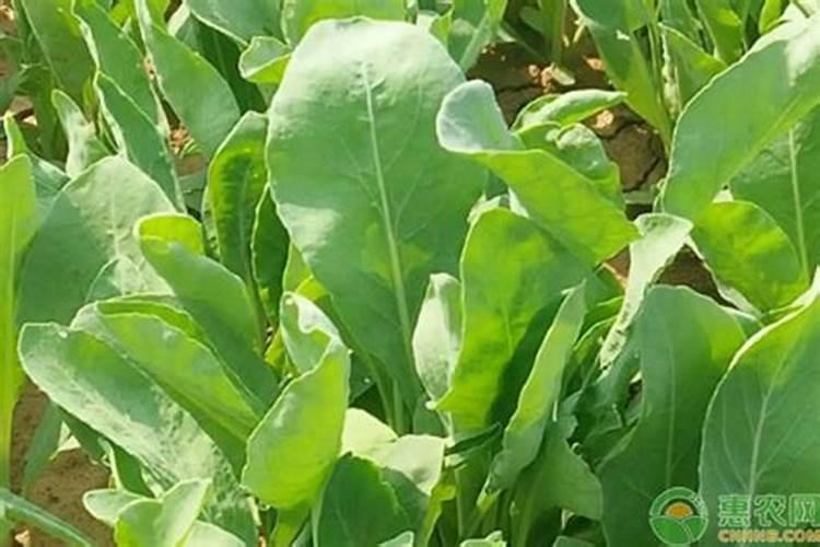 种植板蓝根一亩地需多少成本附种植技术与经济效益