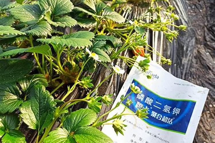 紫竹梅果树叶面肥有哪些种类？