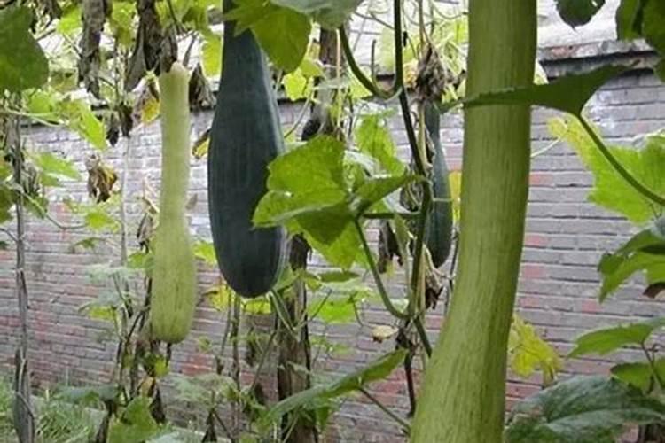 莆田可以种砍瓜吗？