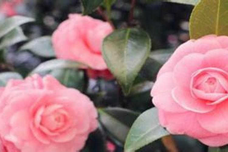南方莆田庭院种植什么花比较好南方莆田庭院种植哪些花比较好
