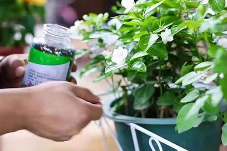 花卉绿植通用控释肥的使用方法英国？