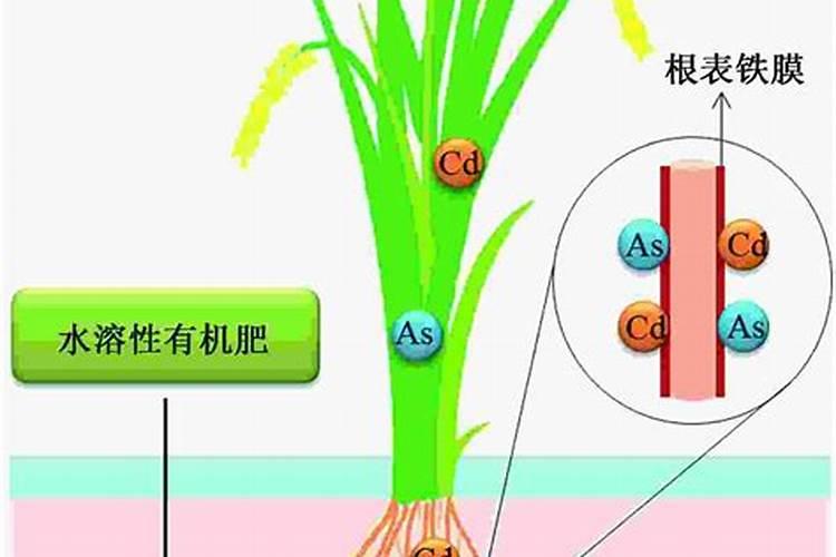 碳酶功能性水溶肥的成分及作用