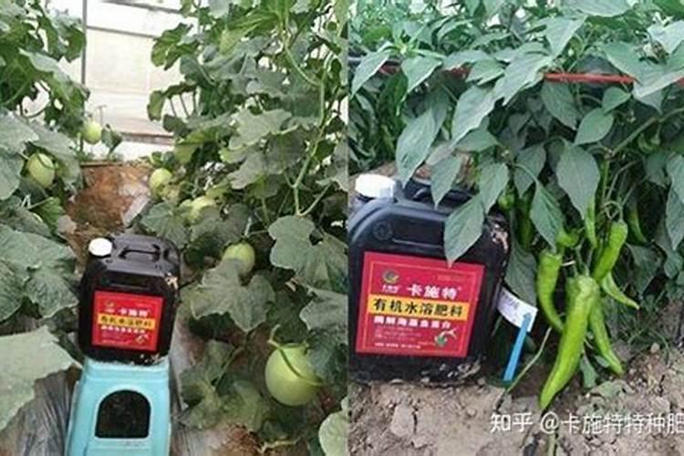 吊兰鱼蛋白肥料哪个牌子最好？