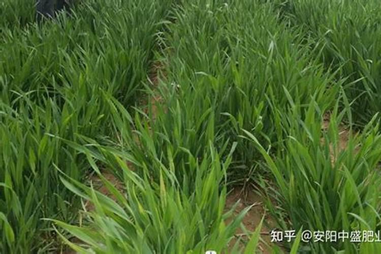 小麦最好的叶面肥是哪种品牌周口？