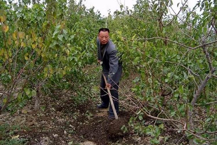 杜仲果树专用肥什么时候是最好的肥料？