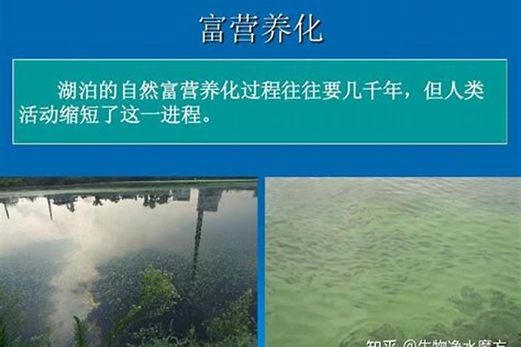水体富营养化治理措施是什么